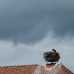 Cigogne dans son nid