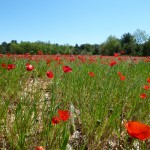 13 Coquelicots